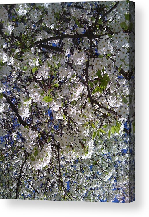 Pear Tree Acrylic Print featuring the photograph Pear Tree Blossoms by Barbara Plattenburg