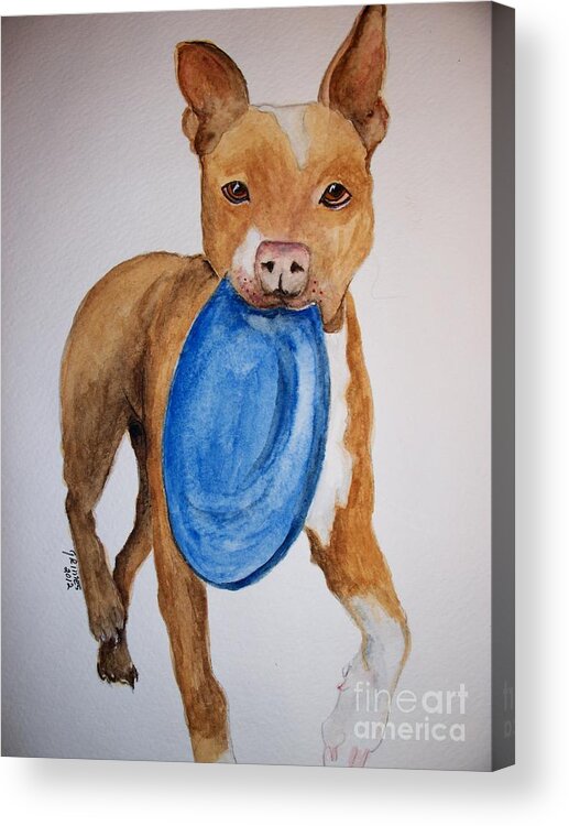 Pitt Bull Acrylic Print featuring the painting Playful Pittbull by Carol Grimes