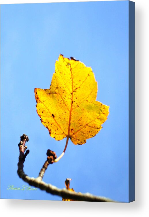 Leaf Acrylic Print featuring the photograph Playing Solitaire by Shana Rowe Jackson
