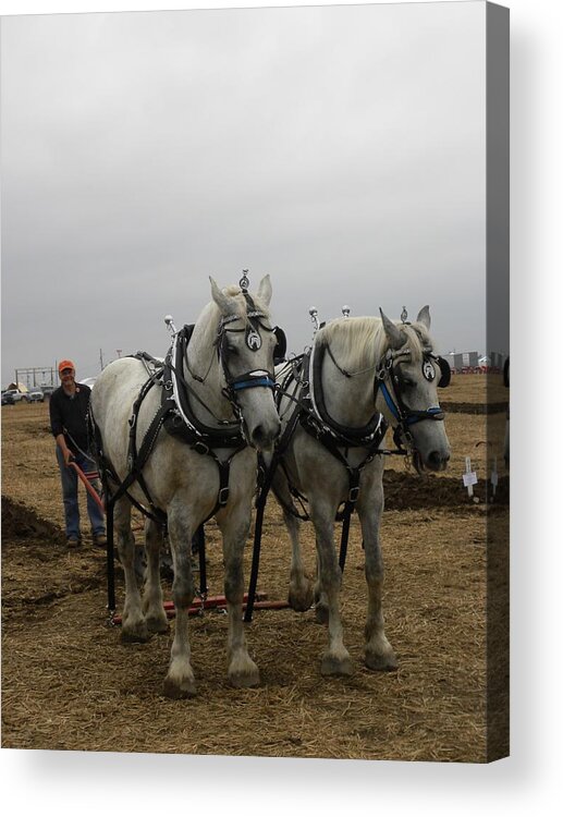 Team Acrylic Print featuring the photograph Plowing Proud by Peggy McDonald