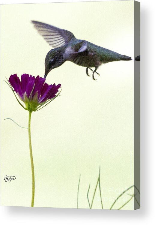Power Of The Flower Picture.power Of The Flower Poster Acrylic Print featuring the photograph Power of Purple by Cris Hayes