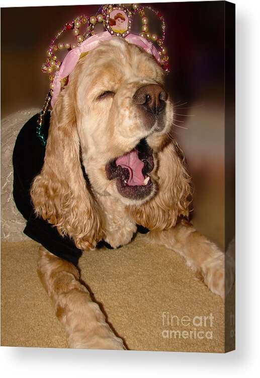 Dog Acrylic Print featuring the photograph Princess Lazy Paws by Laura Brightwood