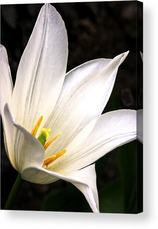 Floral Acrylic Print featuring the photograph Purity by John and Julie Black