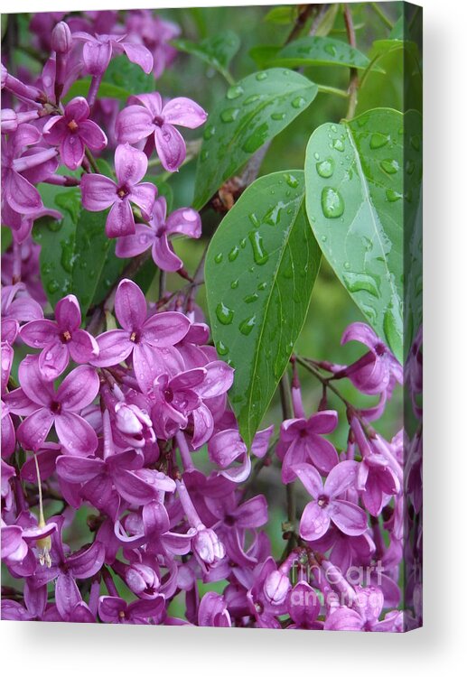 Purple Lilac Acrylic Print featuring the photograph Purple Lilac by Laurel Best