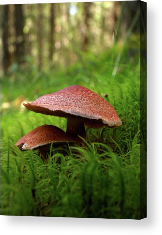 Lehtokukka Acrylic Print featuring the photograph Red hats by Jouko Lehto