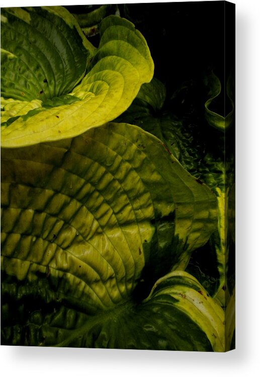 Hosta Acrylic Print featuring the painting Ripples by Renate Wesley