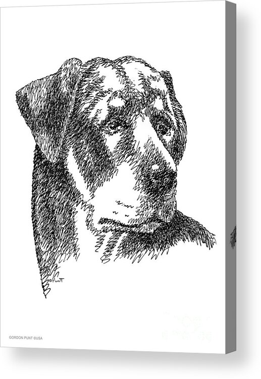 Rottweiler Acrylic Print featuring the drawing Rottweiler-Drawing by Gordon Punt