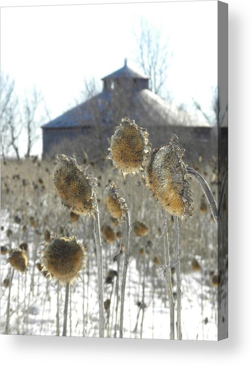 Barn Acrylic Print featuring the photograph Round Barn with Sunflowers by Peggy McDonald