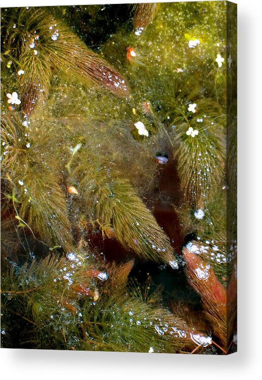 Seaweed Acrylic Print featuring the photograph Sea Trees by Azthet Photography
