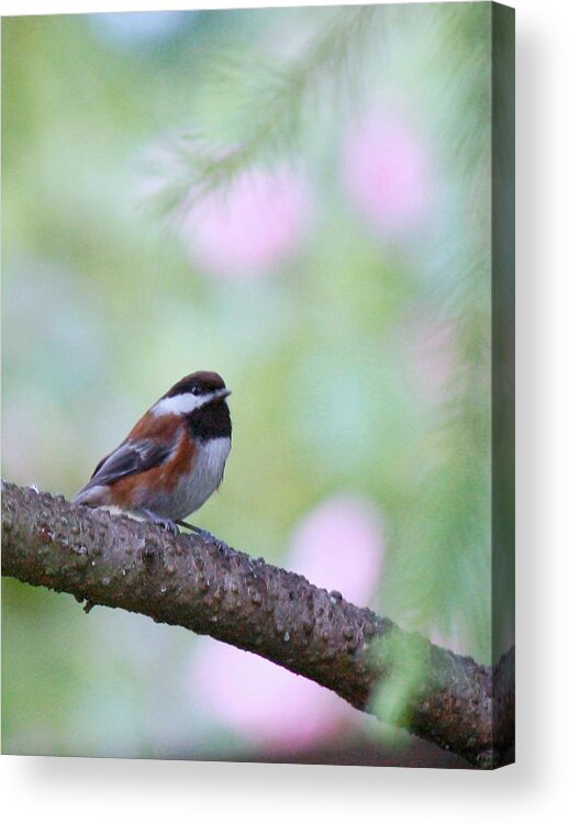 Bird Acrylic Print featuring the photograph Sitting Pretty by Chris Anderson