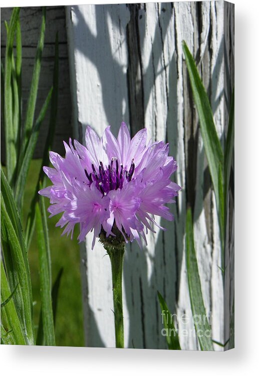 Flower Acrylic Print featuring the photograph Something Old and Something New by KD Johnson