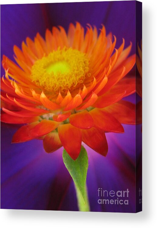 Flower Acrylic Print featuring the photograph Spectacular Photography by Holy Hands