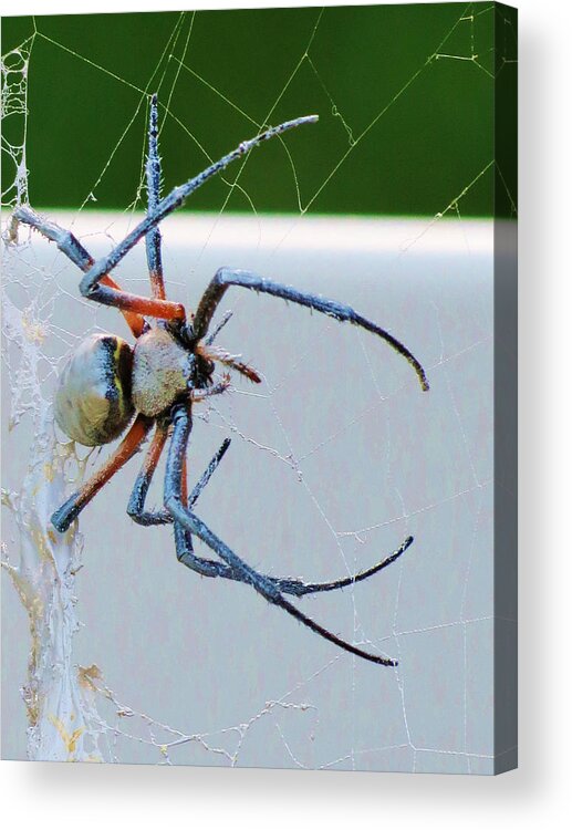 Spider Acrylic Print featuring the photograph Spiderman 2 by Vijay Sharon Govender