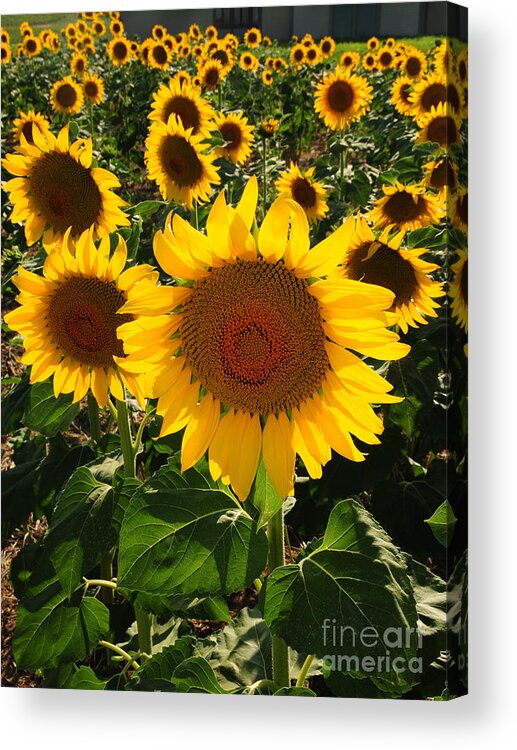 Sunflowers Acrylic Print featuring the photograph Sunflowers Joyful Field by Joanne West