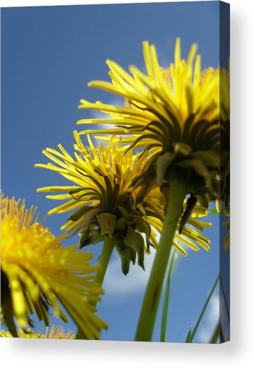 Sunny Acrylic Print featuring the photograph Sunny Day by Michael Standen Smith