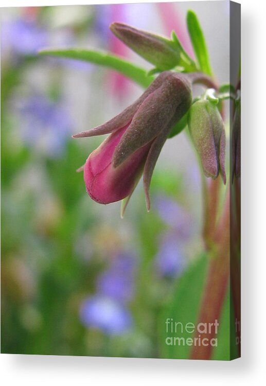 Flower Acrylic Print featuring the photograph Tasteful by Holy Hands