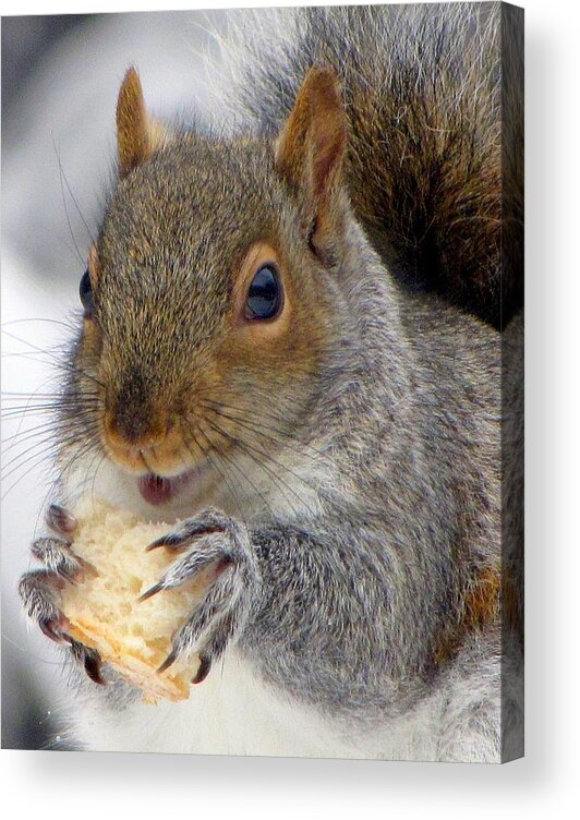 Squirrels Acrylic Print featuring the photograph I Loves Me Some Stale Bread by Lori Lafargue