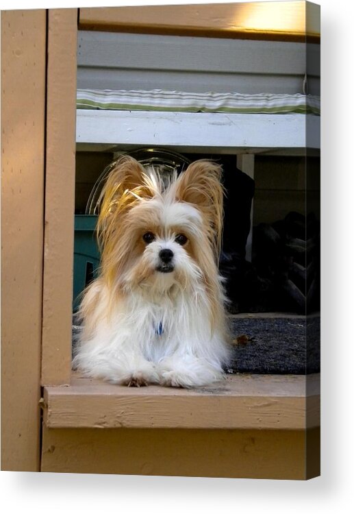 Dog Acrylic Print featuring the photograph The Prima Donna by Renate Wesley