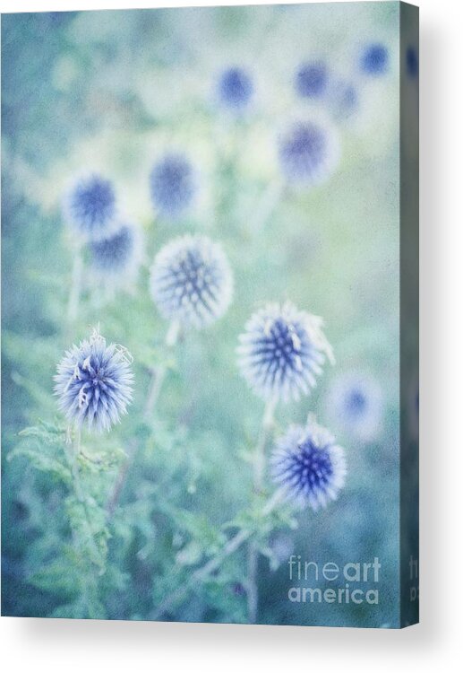 Globe Thistles Acrylic Print featuring the photograph Thistle Dreams by Priska Wettstein
