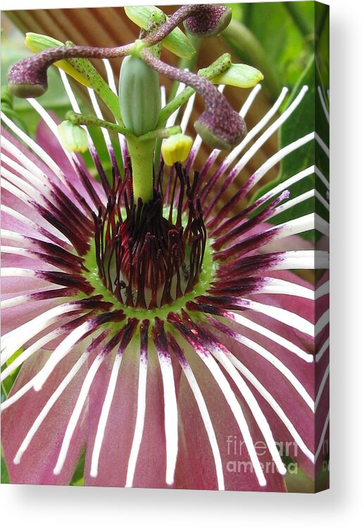 Flower Acrylic Print featuring the photograph Touchable by Holy Hands