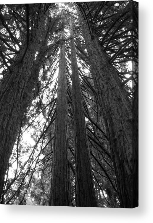 Trees Acrylic Print featuring the photograph Towering Giants by Matt Hanson