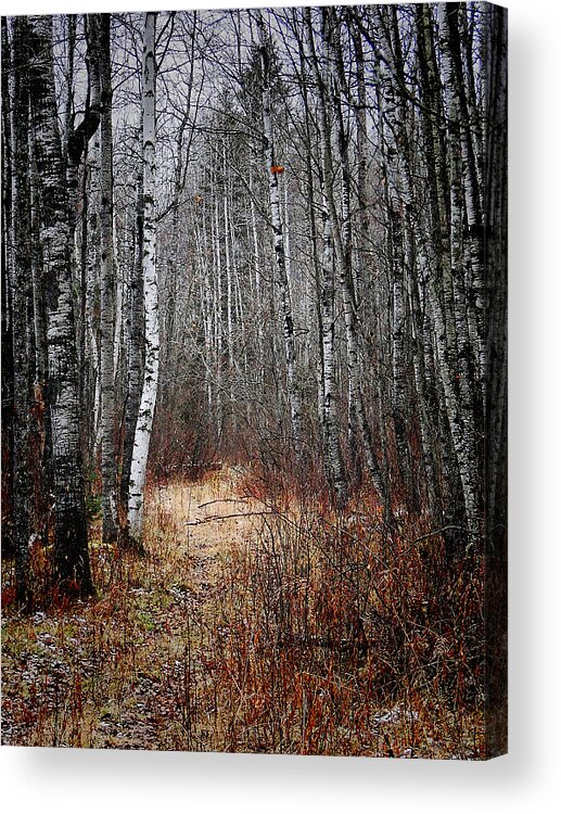 Trees Acrylic Print featuring the photograph Walk in the Forest by Blair Wainman