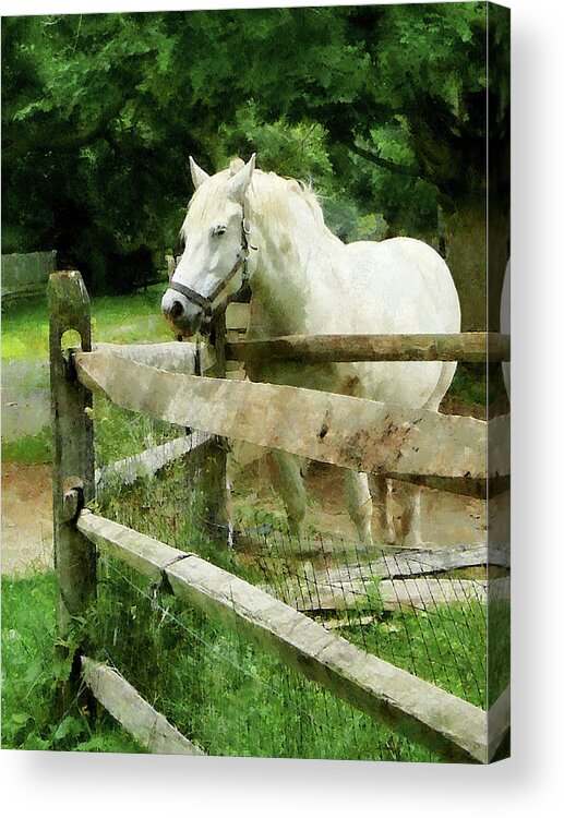 Horse Acrylic Print featuring the photograph White Horse in Paddock by Susan Savad