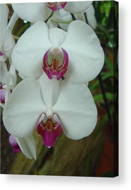 Orchid Acrylic Print featuring the photograph White Orchid by Charles and Melisa Morrison