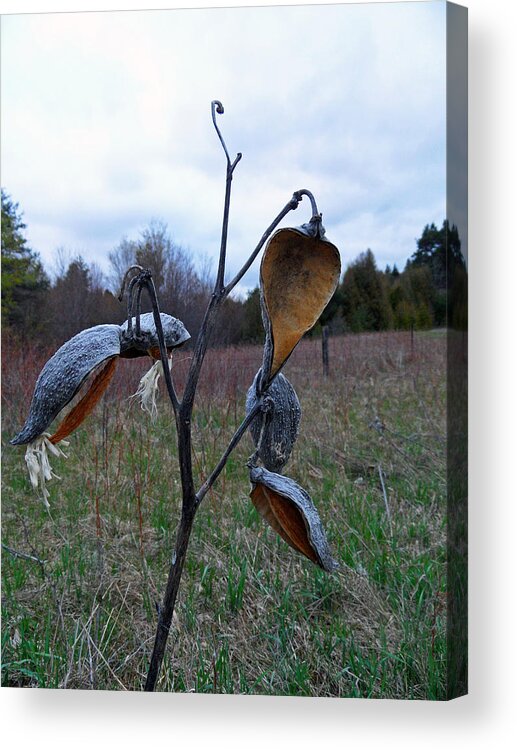 Mother Nature Acrylic Print featuring the photograph Willow Pnd B and B by Cyryn Fyrcyd