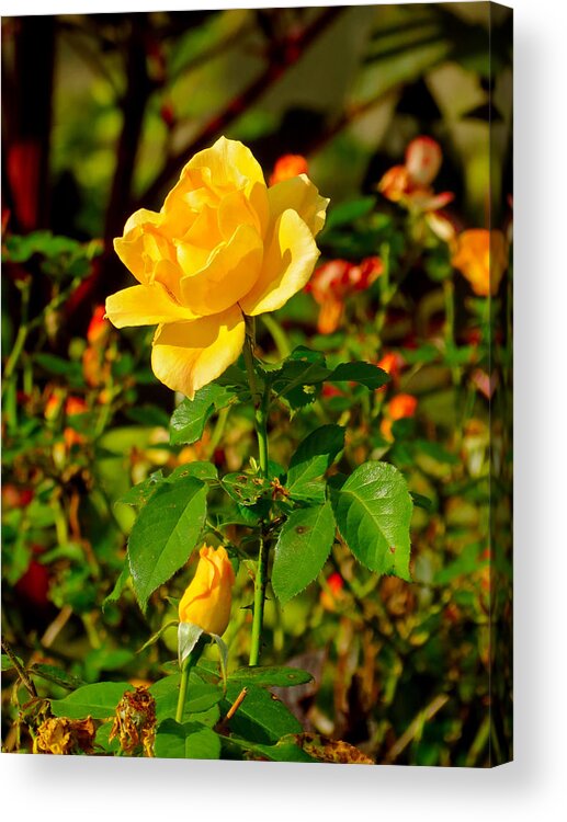 Rose Acrylic Print featuring the photograph Yellow Rose by Azthet Photography