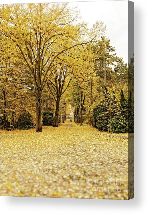 Fall Landscape Photograph Acrylic Print featuring the photograph Carpet of golden leaves by Ivy Ho