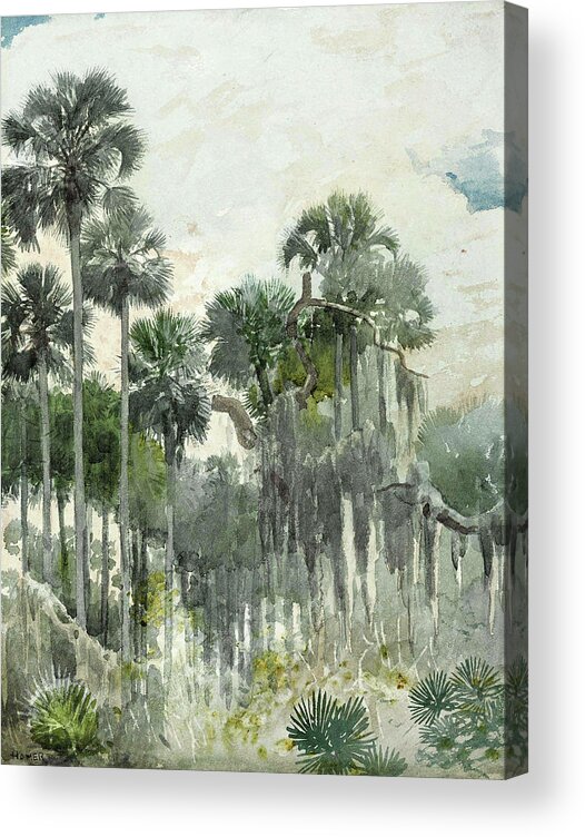 Winslow Homer Acrylic Print featuring the drawing Florida Jungle #1 by Winslow Homer