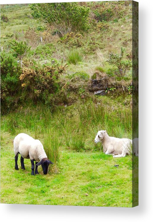 Sheep Acrylic Print featuring the photograph Irish Sheep by Sue Morris