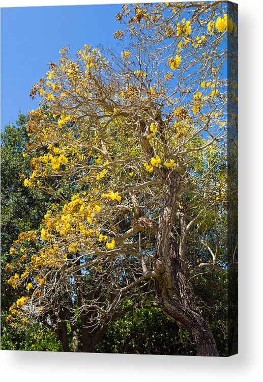 Florida; Tree; Plant; Flower; Flowering; Blossom; Blossoming; Jerusalem; Thorn; Possom; Mexican; Pal Acrylic Print featuring the photograph Jerusalem Thorn Tree #1 by Allan Hughes