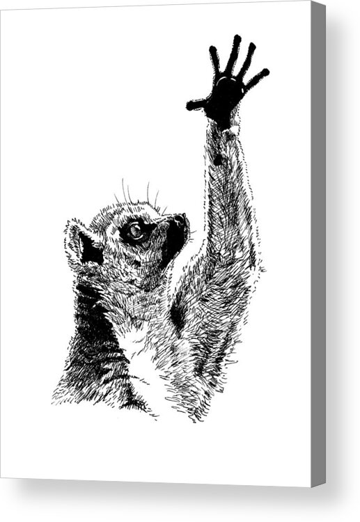 Pets Acrylic Print featuring the painting Lemur #1 by Masha Batkova