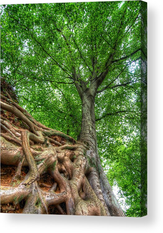 Medusa Acrylic Print featuring the photograph Medusa Tree #1 by Blaine Owens