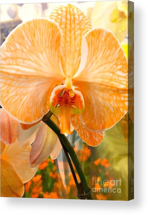 Orchid Acrylic Print featuring the photograph Orange Delight #1 by Nona Kumah