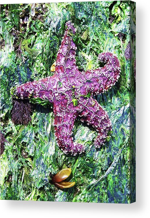 Sea Life Acrylic Print featuring the photograph Purple Starfish #1 by Julie Rauscher