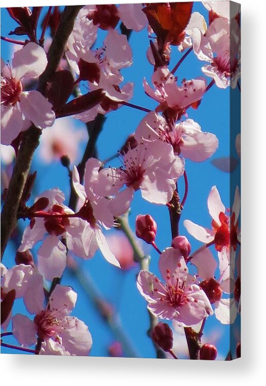 Spring Acrylic Print featuring the photograph Spring is Here #1 by Vijay Sharon Govender