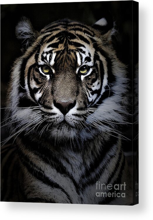 Sumatran Tiger Acrylic Print featuring the photograph Sumatran tiger #3 by Sheila Smart Fine Art Photography