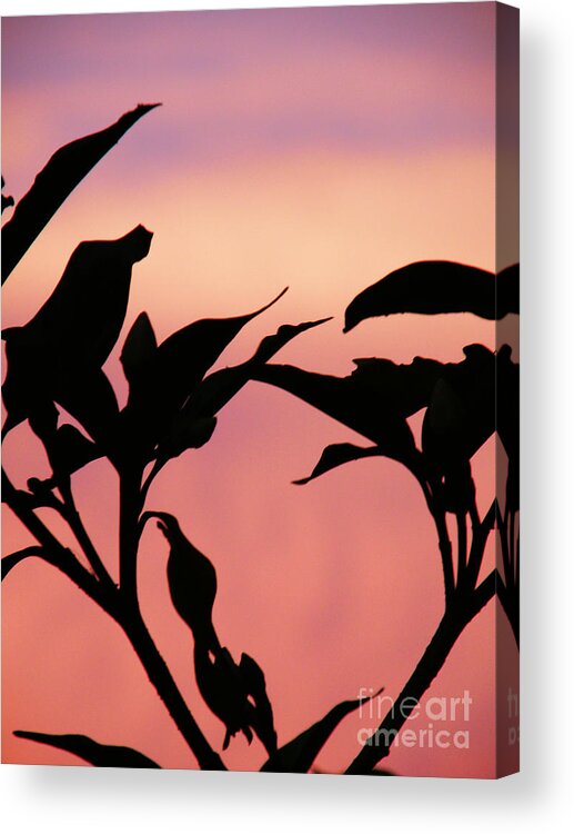Sunset Acrylic Print featuring the photograph Sunset Silhouette #1 by Rose Hill