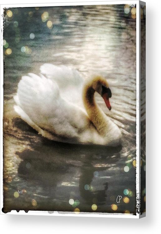 Swan Acrylic Print featuring the photograph Swan #1 by Christine Paris