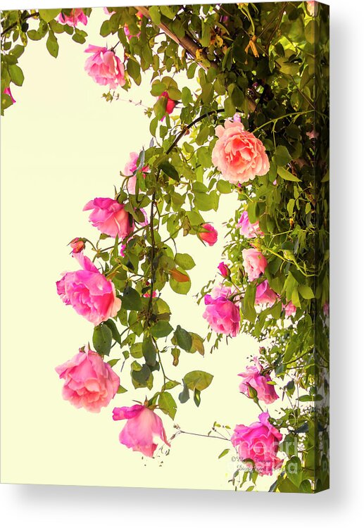 Roses Acrylic Print featuring the photograph Vintage Roses #1 by Elaine Teague
