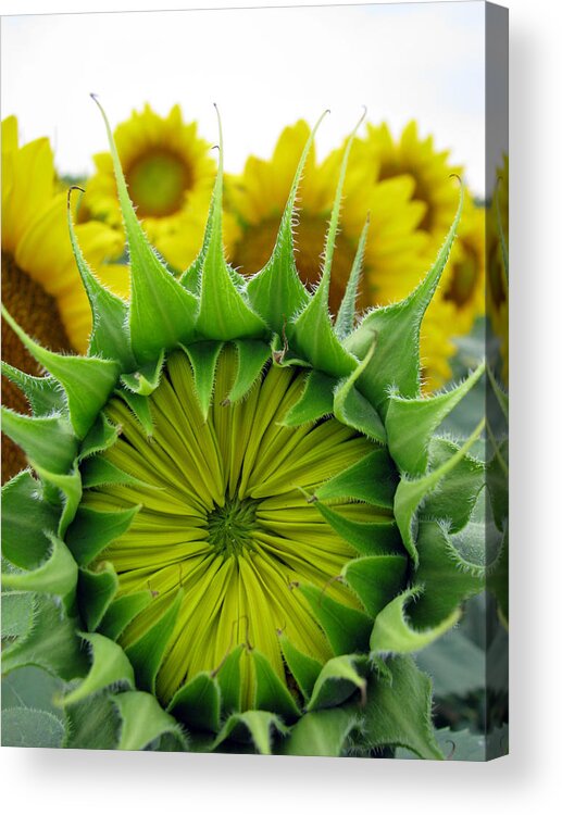 Sunflwoers Acrylic Print featuring the photograph Sunflower Series #12 by Amanda Barcon