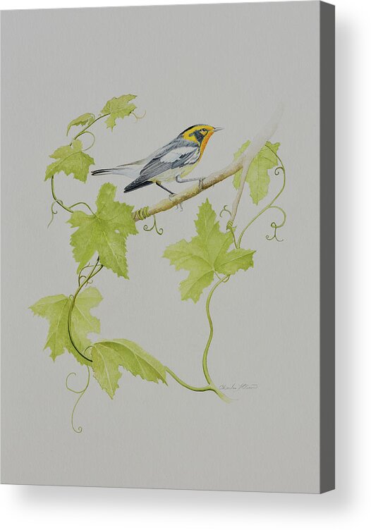 Warbler Acrylic Print featuring the photograph Blackburnian Warbler #2 by Charles Owens