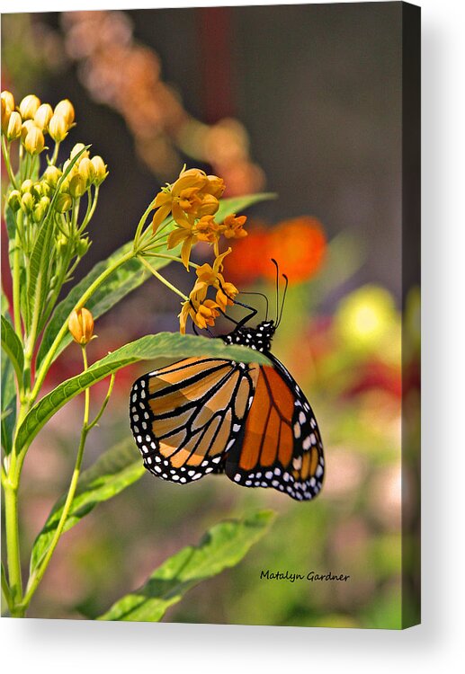  Acrylic Print featuring the photograph Clinging Butterfly #2 by Matalyn Gardner