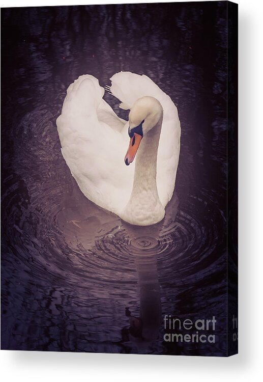 D90 Acrylic Print featuring the photograph Swan #4 by Mariusz Talarek