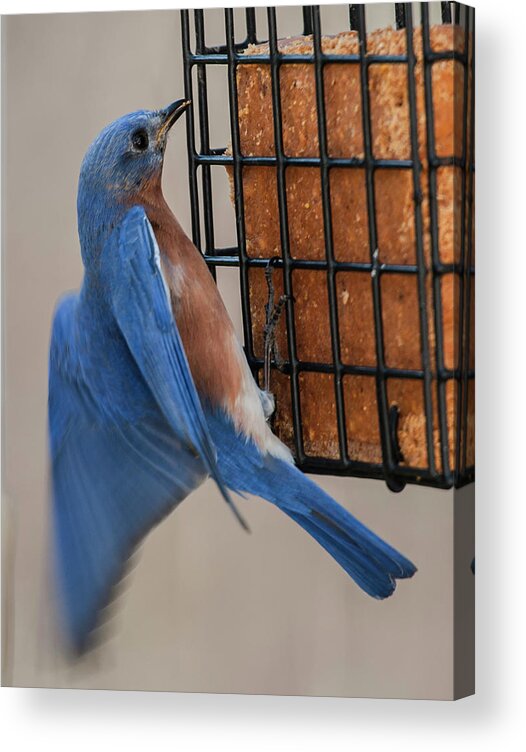 Alexandria Acrylic Print featuring the photograph A Bluebird's Meal on the Wing by Jim Moore