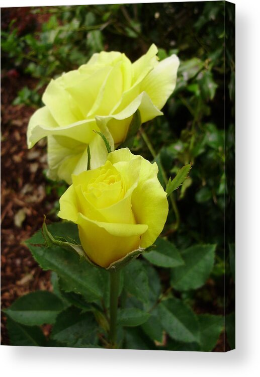 Roses Acrylic Print featuring the photograph A Perfect Pair by Anjel B Hartwell