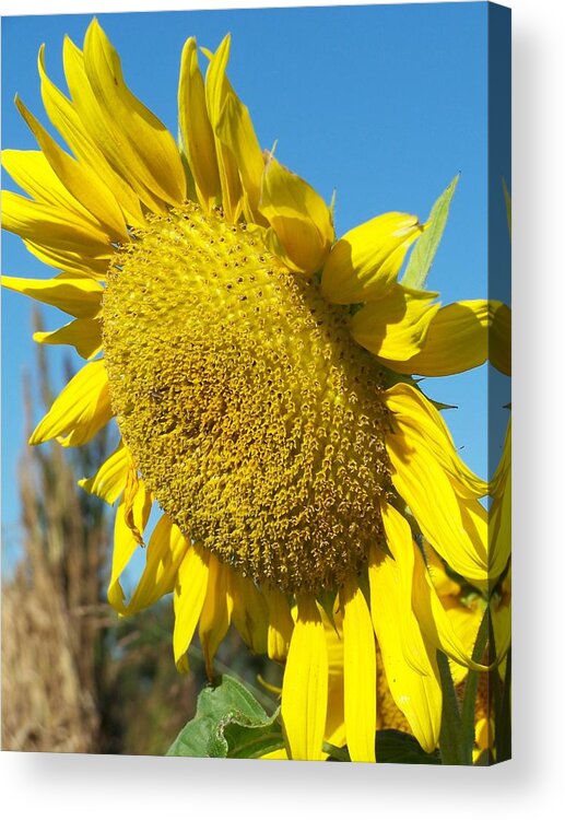 Nature Acrylic Print featuring the photograph A Sunny Hello by Sandy Collier